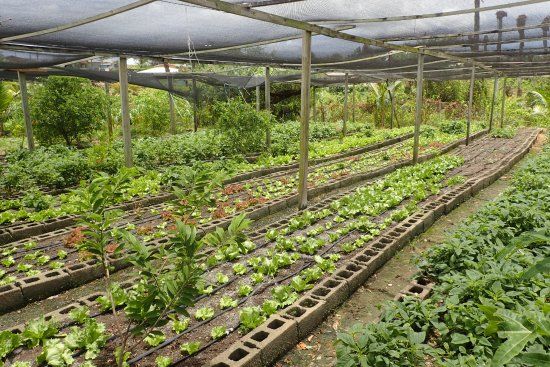 Colesome Farmers Market